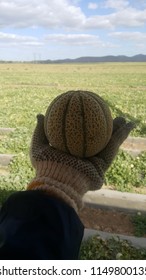 QUEENSLAND, AUSTRALIA - JULY 24, 2018: Tiny Rockmelon Fruit Look Like Orange On Woman Backpacker Sorter Wearing Gloves Hand With Melon Fields At Rapisarda Farms, Australia.