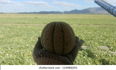 QUEENSLAND, AUSTRALIA - JULY 24, 2018: Tiny Rockmelon Fruit Look Like Orange On Woman Backpacker Sorter Wearing Gloves Hand With Melon Fields At Rapisarda Farms, Australia.