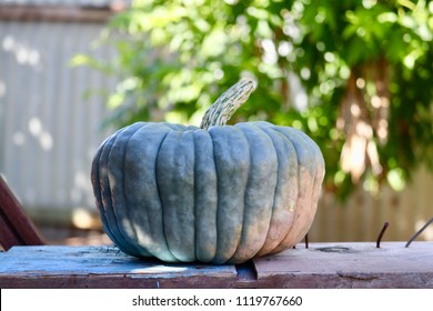 Royalty Free Queensland Blue Pumpkin Stock Images Photos