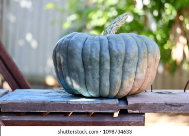 Royalty Free Australia Pumpkin Stock Images Photos Vectors