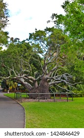 Queensland Bottle Tree At The Royal Botanical Gardens, Sydney, Australia