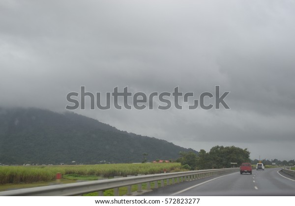 Queensland rain\
forest