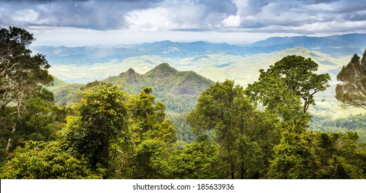 Queensland Rainforest In The Gold Coast Hinterland Near Mount Warning, Australia