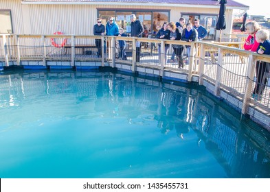 Queenstown, South Island, New Zealand. – On July 14, 2016 - Feed The Fish For Free Or Purchase Fresh Salmon To Take Away At Salmon Fish Farming In South Island, New Zealand.