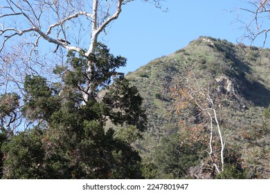 Quercus Agrifolia is often associated with the periphery of riparian habitats, such as here in the winter Santa Monica Mountains. - Shutterstock ID 2247801947
