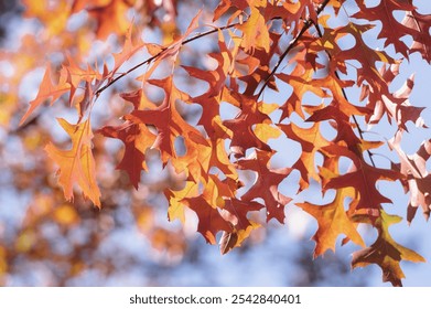 Quercus coccinea red orange yellow leaves during autumn season, ornamental parkland tree detail - Powered by Shutterstock