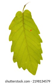 Quercus Hartwissiana Strandzha Oak Summer Leaf