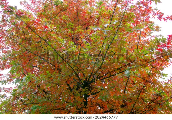 Quercus palustris pin oak tree typical autumnal\
colorful deciduous\
foliage