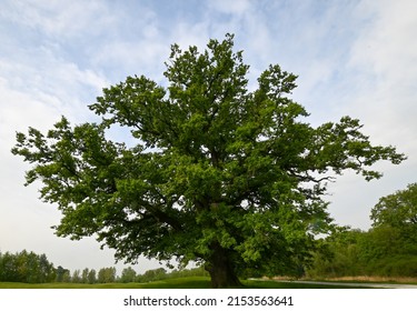 1,775 Old english oak tree Images, Stock Photos & Vectors | Shutterstock