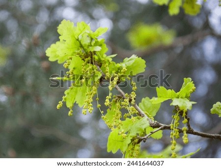 Quercus robur tree, spring lush green leaves and oak flowers