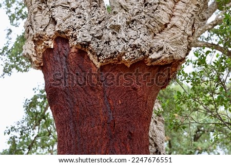 Quercus suber, commonly called the cork oak, is a medium-sized, evergreen oak tree. It is the primary source of cork for wine bottle stoppers. Tuscany, Italy. 