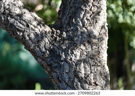 Quercus suber, commonly called the cork oak, is a medium-sized, evergreen oak tree.