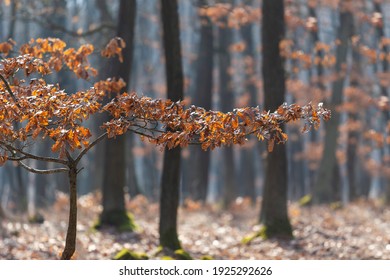 Quercus - a young forest oak tree with a crown of dry leaves in a beautiful oak forest and a beautiful, soft backlight.