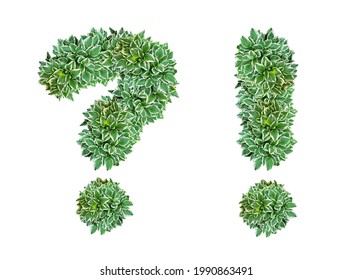 Question Mark and Exclamation mark made from Hosta plant leaves
