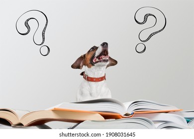 287 Cat dog question Images, Stock Photos & Vectors | Shutterstock