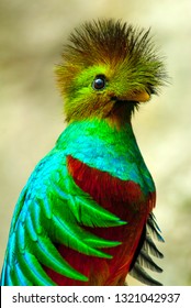 Quetzal Bird Mexico