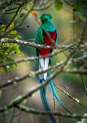Quetzal - Pharomachrus Mocinno Male - Bird In The Trogon Family. It Is Found From Chiapas, Mexico To Western Panama. It Is Well Known For Its Colorful Plumage, Eating Wild Avocado. 