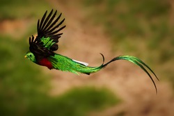 Quetzal - Pharomachrus Mocinno Male - Bird In The Trogon Family, Found From Chiapas, Mexico To Western Panama, Well Known For Its Colorful Plumage, Eating Wild Avocado. Flying Green Nesting Bird.