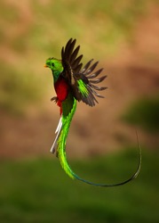 Quetzal - Pharomachrus Mocinno Male - Bird In The Trogon Family, Found From Chiapas, Mexico To Western Panama, Well Known For Its Colorful Plumage, Eating Wild Avocado. Flying Green Nesting Bird.