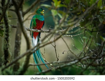 Quetzal - Pharomachrus mocinno male - bird in the trogon family. It is found from Chiapas, Mexico to western Panama. It is well known for its colorful plumage, eating wild avocado.