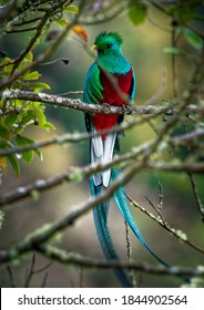 Quetzal - Pharomachrus mocinno male - bird in the trogon family. It is found from Chiapas, Mexico to western Panama. It is well known for its colorful plumage, eating wild avocado. 
