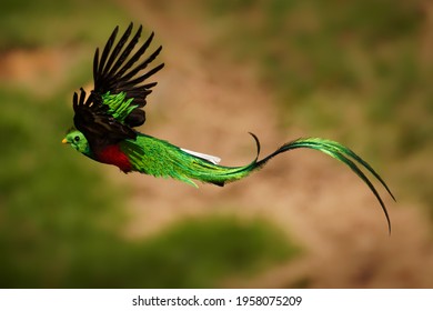 Quetzal - Pharomachrus mocinno male - bird in the trogon family, found from Chiapas, Mexico to western Panama, well known for its colorful plumage, eating wild avocado. Flying green nesting bird.