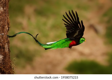 Quetzal - Pharomachrus mocinno male - bird in the trogon family, found from Chiapas, Mexico to western Panama, well known for its colorful plumage, eating wild avocado. Flying green nesting bird.