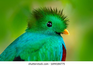 Quetzal, Pharomachrus mocinno, from  nature Costa Rica, detail portrait. Magnificent sacred mistic green and red bird. Resplendent Quetzal in jungle habitat. Wildlife scene from Costa Rica.