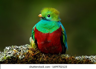 Quetzal, Pharomachrus mocinno, from nature Costa Rica, detail portrait. Magnificent sacred mystic green and red bird. Resplendent Quetzal in jungle habitat. Wildlife scene from Costa Rica.