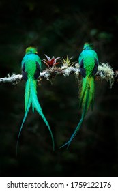 Quetzal, Pharomachrus mocinno, from  nature Costa Rica with green forest. Magnificent sacred mystic green and red bird. Resplendent Quetzal in jungle habitat. Two male quetzal, wildlife Costa Rica.