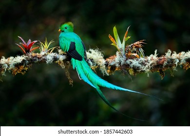 Quetzal, Pharomachrus mocinno, from  nature Costa Rica with pink flower forest. Magnificent sacred mystic green and red bird. Resplendent Quetzal in jungle habitat. Wildlife scene from Costa Rica.