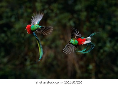 Quetzal, Pharomachrus mocinno, from tropic in Costa Rica with green forest, two birds fly fight. Magnificent sacred green and red bird, very long tail. Resplendent Quetzal in flight,wildlife nature.