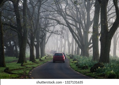 A Queue Of Cars Taking A Shortcut Through The Park In The Early Morning Fog