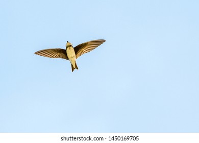 Quick Bank Swallow On The Wing