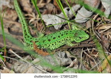 A quick lizard, or a nimble lizard, or an ordinary lizard (lat. Lacerta agilis) is a species of lizards from the family of real lizards.  Lizard in the natural habitat during the mating season. - Shutterstock ID 1738912295