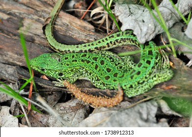 A quick lizard, or a nimble lizard, or an ordinary lizard (lat. Lacerta agilis) is a species of lizards from the family of real lizards.  Lizard in the natural habitat during the mating season. - Shutterstock ID 1738912313