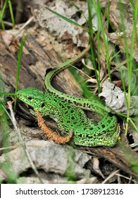 A quick lizard, or a nimble lizard, or an ordinary lizard (lat. Lacerta agilis) is a species of lizards from the family of real lizards.  Lizard in the natural habitat during the mating season. - Shutterstock ID 1738912316