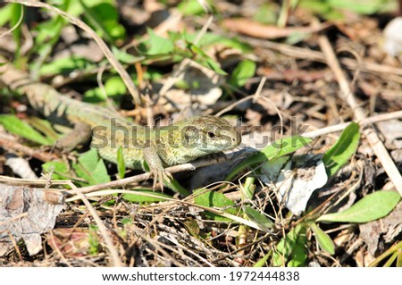 A quick lizard, or a nimble lizard, or an ordinary lizard (lat. Lacerta agilis) is a species of lizards from the family of real lizards.