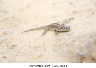 Speed dating Hamburg Gecko