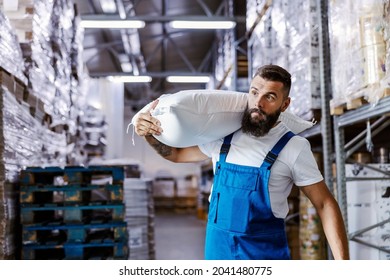 The quick warehouse worker is holding a sack with flour on his shoulder, and relocating it to another place. He is preparing orders for shipping.