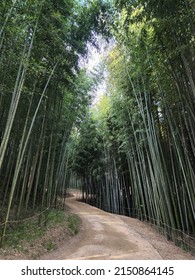 A Quiet Bamboo Forest Trail.