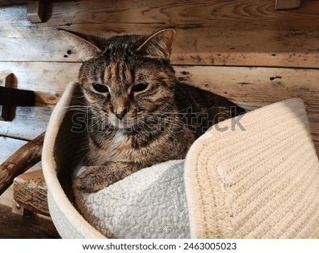 Quiet Cat in A Cafe 
