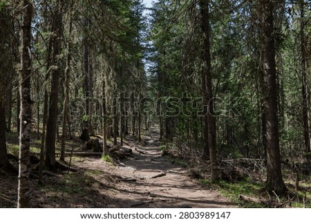 Quiet dirt path through dense conifer forest in Iremel Nature Park, Russia, with sunlight and shadows on the ground, ideal for hiking, travel, and nature themes