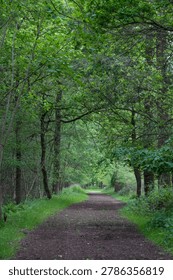 A quiet, earthen path winds through a peaceful, verdant forest tunnel, dappled with natural light. The mood is calm and inviting, perfect for nature, travel, or wellness themes
