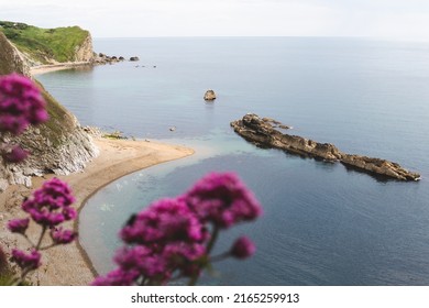 Quiet Empty 'Man O'War Beach' Beach In Dorset Jurassic Coast, South Coast UK Mainland Beaches. Lulworth On A Sunny Day With Flowers In The Foreground. Shot In June 2022 HD Landscape Background 