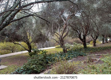 Quiet And Empty Park, Rosh Pina Israel