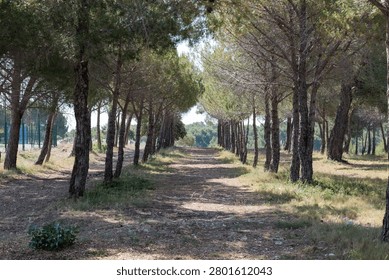 Quiet Forest Track Through Pine Grove.