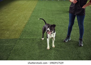 Quiet Juvenile Dog And A Trainer In The Obedience School