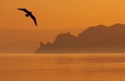Quiet Landscape With Flying Seagul Over Morning Sea