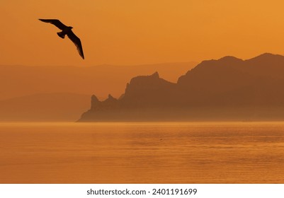 quiet landscape with flying seagul over morning sea - Powered by Shutterstock